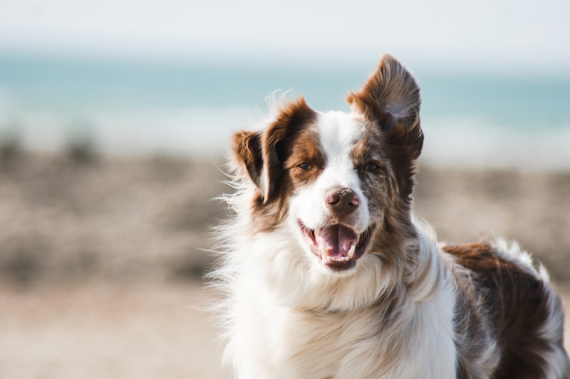 A Comprehensive Guide to Dog: Everything You Need to Know